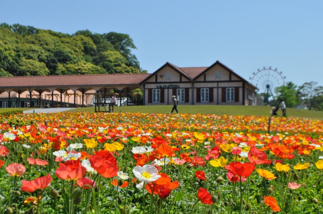 東京ドイツ村 東京ドイツ村