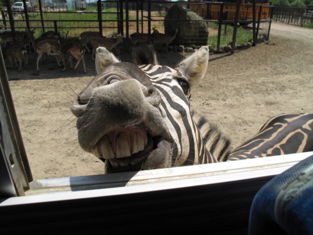 東北サファリパーク 東北サファリパーク
