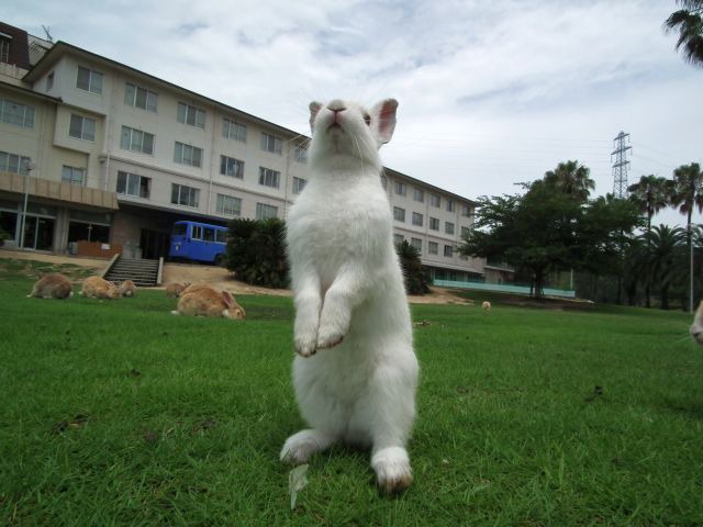 休暇村 大久野島 休暇村 大久野島