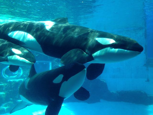 名古屋港水族館 名古屋港水族館