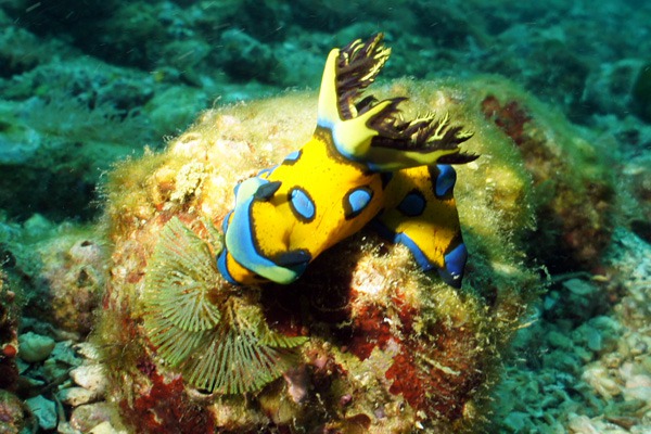 牛深海中公園 牛深海中公園