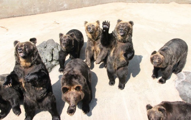 阿蘇ガドリードミニオン 阿蘇ガドリードミニオン